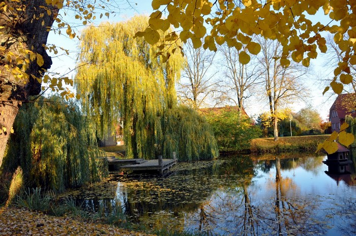 Autumn scene with weeping willows and a lake in Boizenburg, Germany