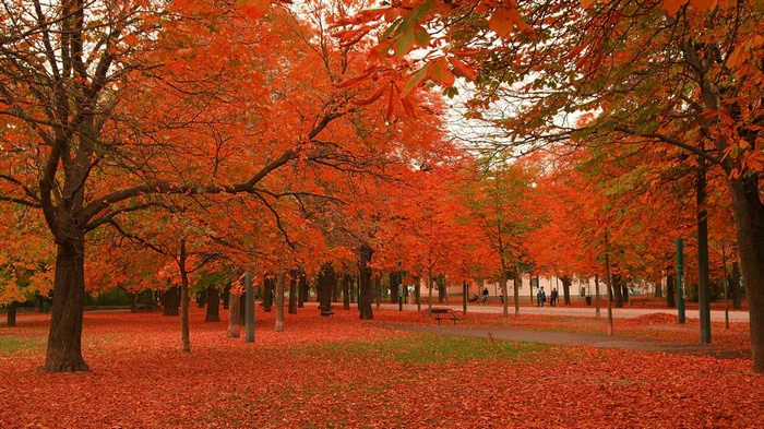 Park in autumn with orange trees and fallen leaves