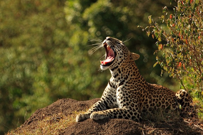 Leopard yawning on a dirt mound