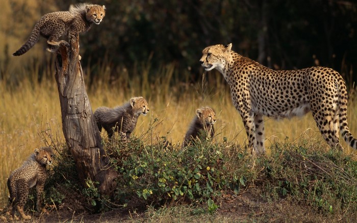 Cheetah mother with cubs in tall grass