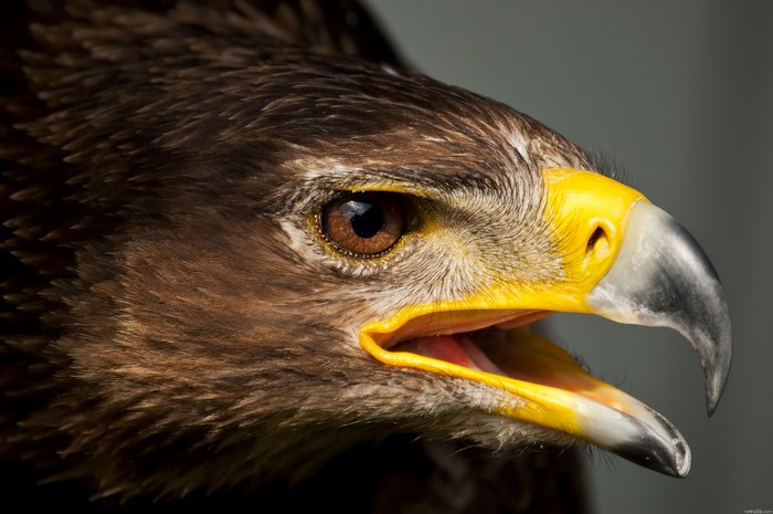 Close-up of an eagle's head with open beak