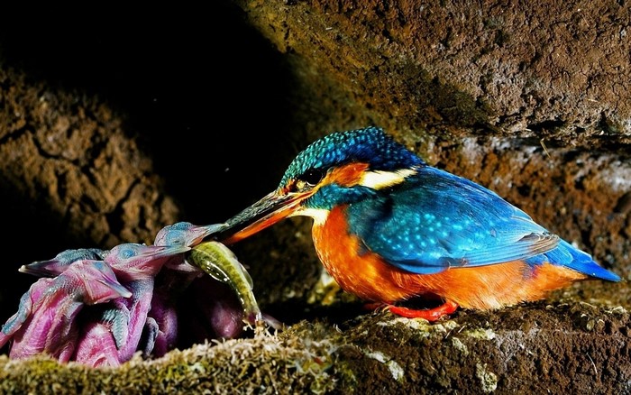 Kingfisher feeding its chicks a fish