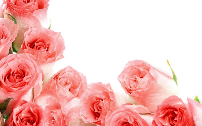 Pink Roses Border