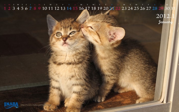 Two kittens in January 2012 calendar
