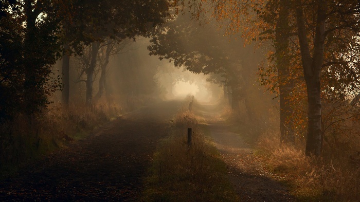 Foggy forest path in autumn