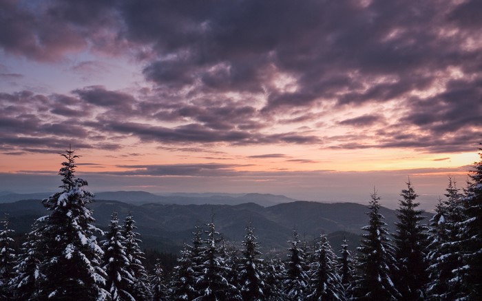 Snow-covered pine trees at sunset over mountains