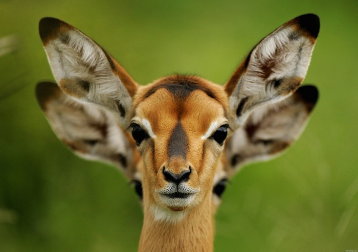 Two impalas looking forward