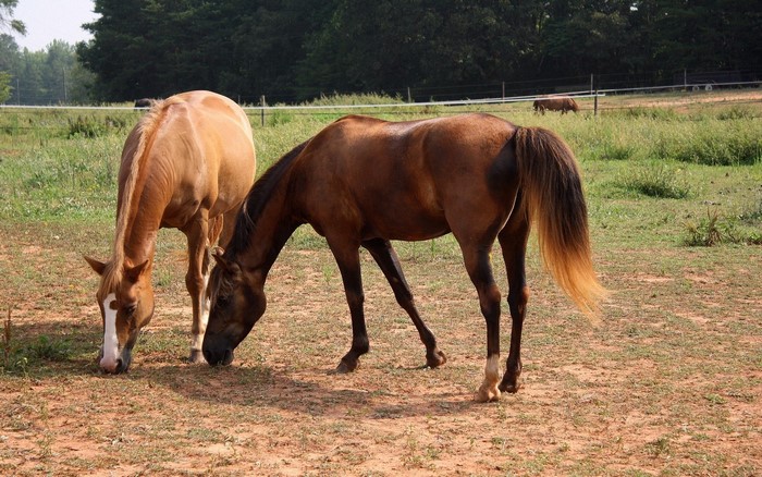 Two horses grazing in a field