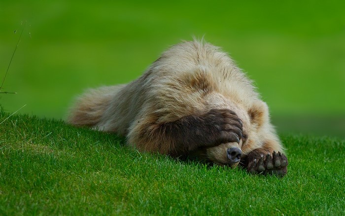 Brown bear covering its eyes while lying on grass