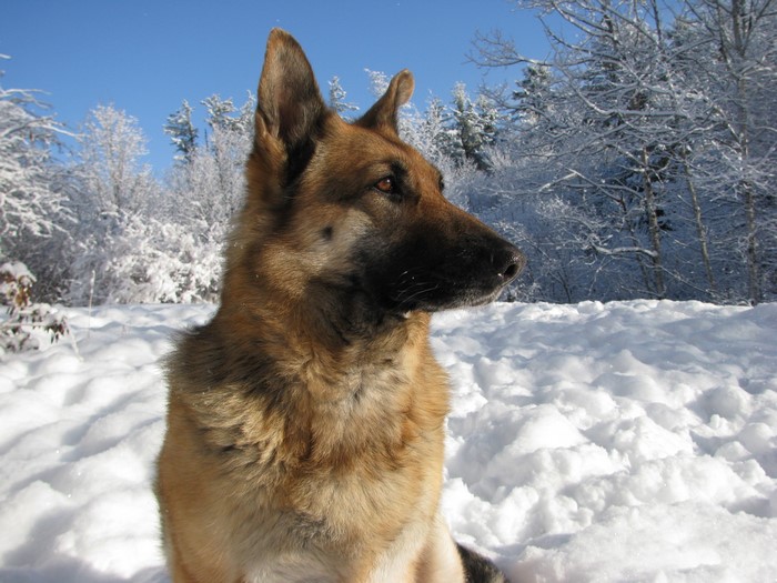 German Shepherd dog in the snow