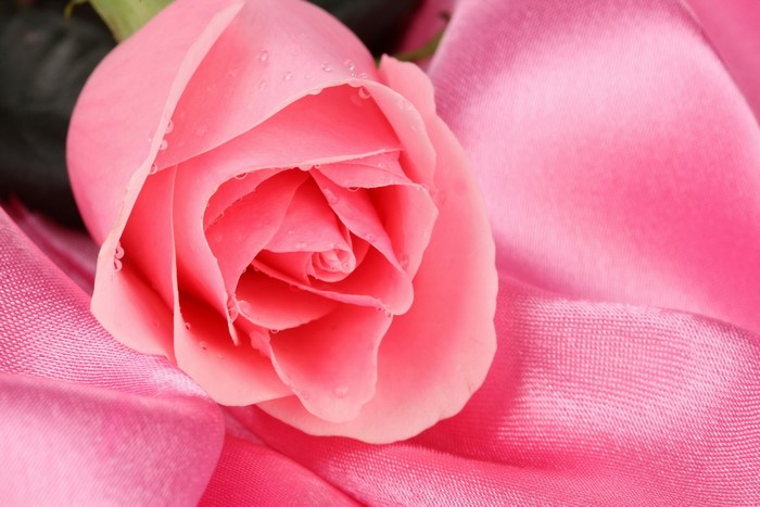 Pink rose with water droplets on pink silk