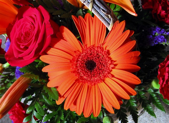 Orange Gerbera Daisy with Red Rose and Greenery