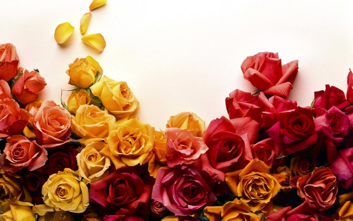 A collection of colorful roses