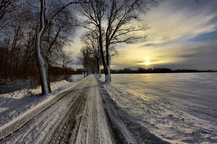 Snowy road lined with trees at sunset