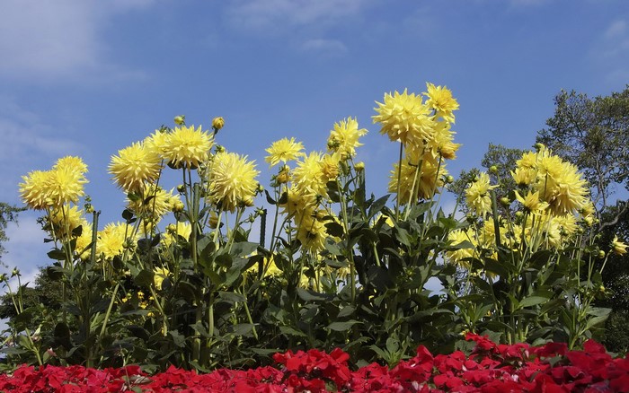 Yellow Dahlias and Red Flowers Under a Blue Sky