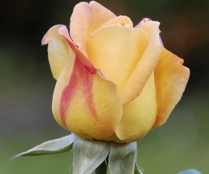 Yellow and red striped rose bud