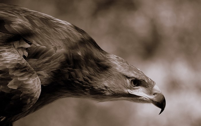 Close-up of a Golden Eagle's head