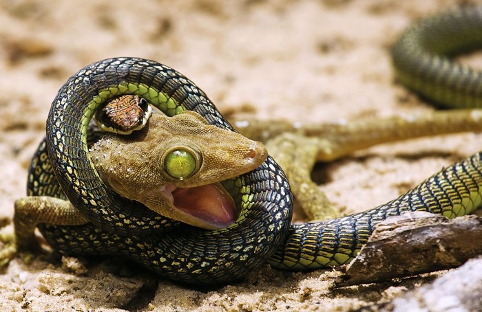 Snake eating a gecko