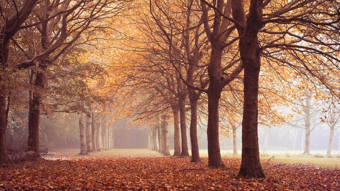 Autumn forest path with fallen leaves and trees