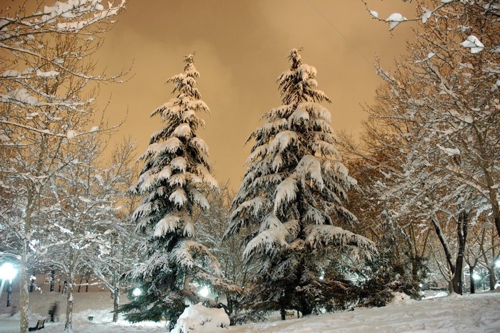 Snow-covered pine trees in a park at night