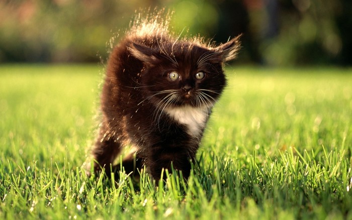 A fluffy black kitten with white chest fur walks on green grass