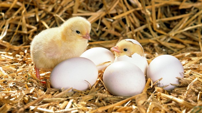 Two chicks hatching from eggs in straw