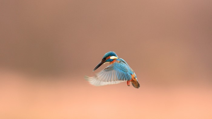 A kingfisher in flight
