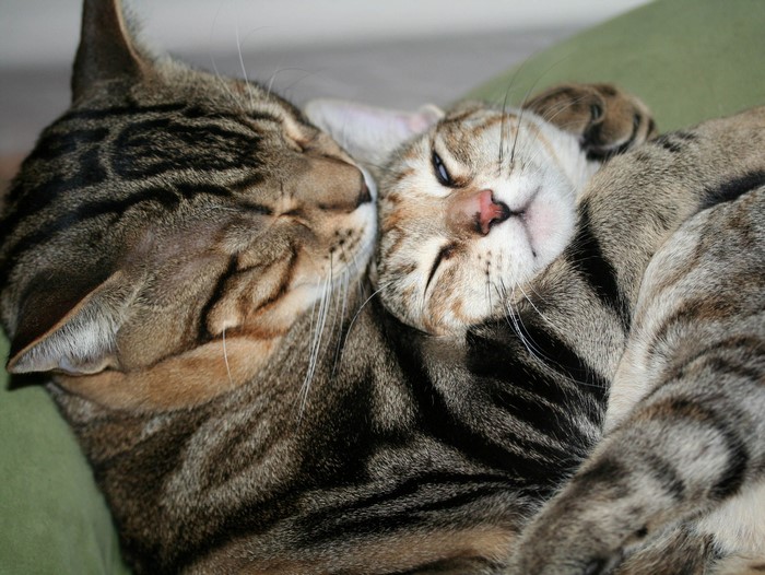 Two tabby cats cuddling and sleeping
