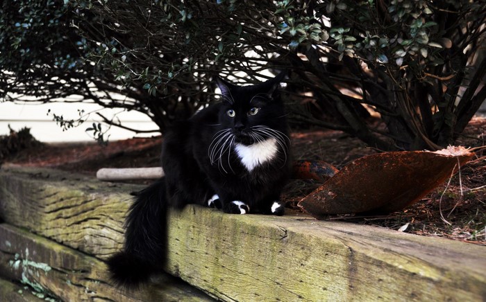 Black and white cat sitting on wooden beams