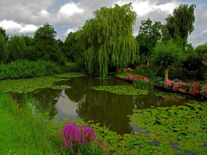 A tranquil pond with lily pads and weeping willow tree