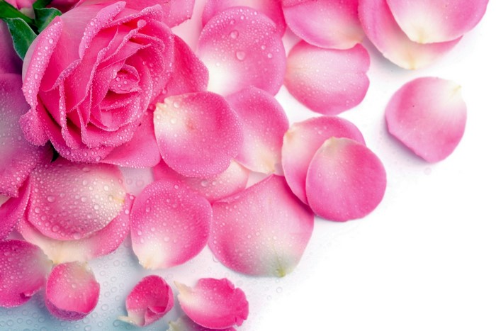 Pink Rose and Petals with Water Droplets