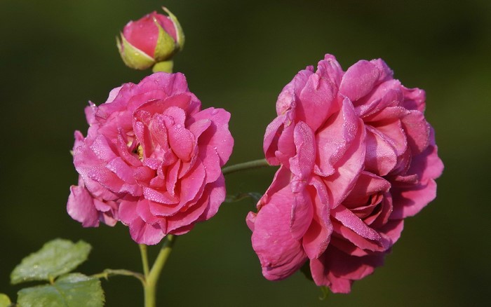 Two pink roses and a bud
