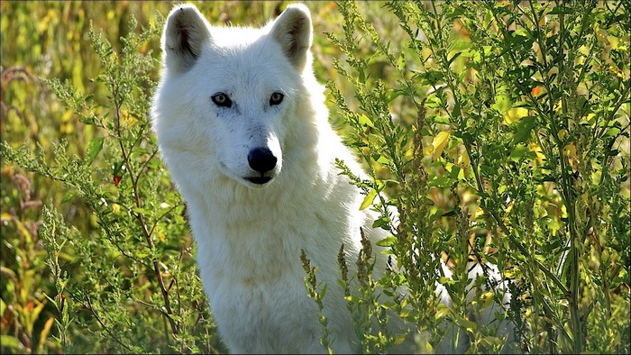 White wolf looking through green foliage