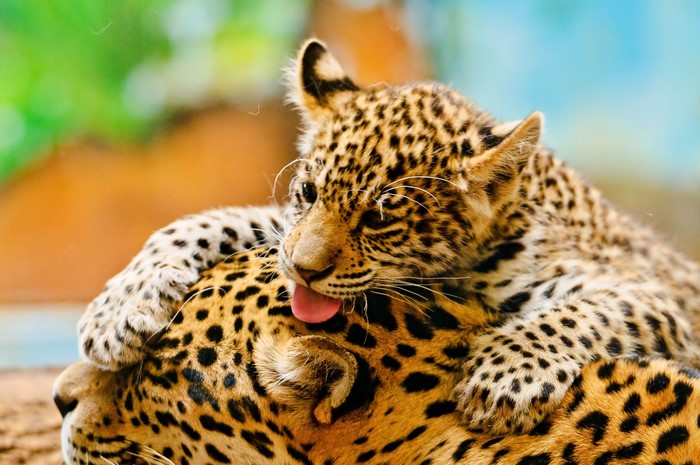 Jaguar cub licking mother's fur