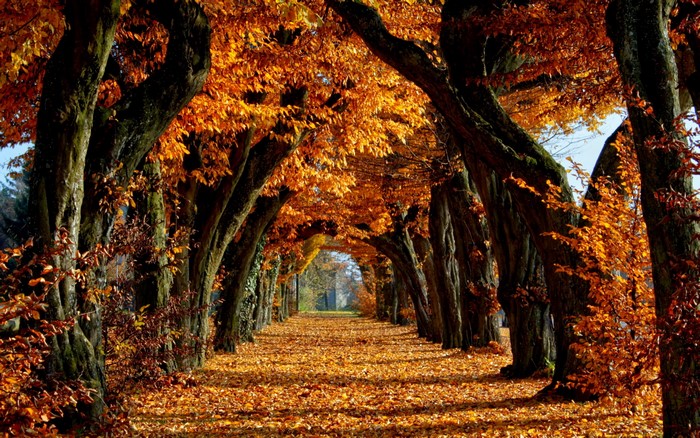 Autumn tree tunnel with fallen leaves