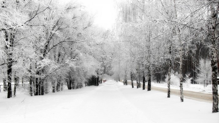 Snow-covered trees line a winter road