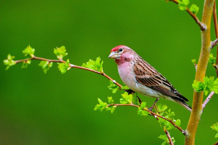 A finch perched on a branch with green leaves