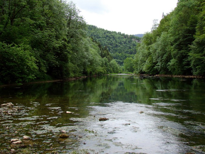 River flowing through a forest in Switzerland