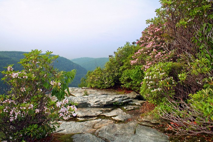 Blackwater Canyon Overlook with Flowering Trees