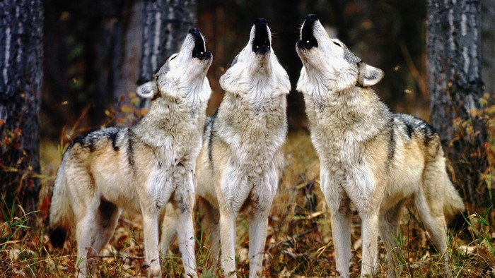Three wolves howling in a forest