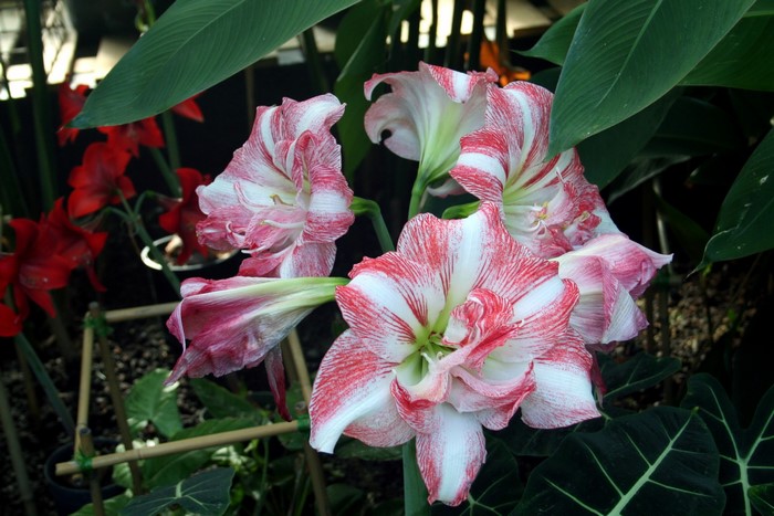 Double-flowered Amaryllis flowers with red and white stripes