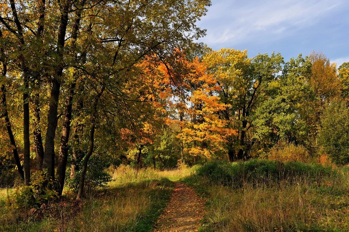 Autumn forest path with colorful trees