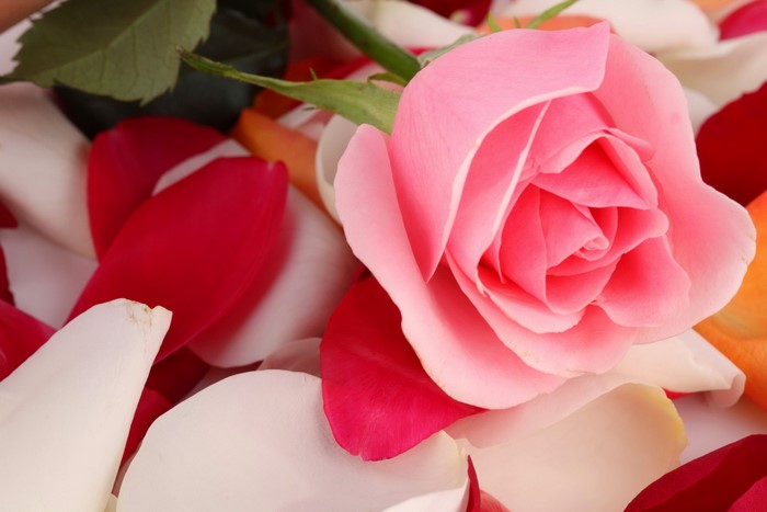 Pink rose with scattered petals