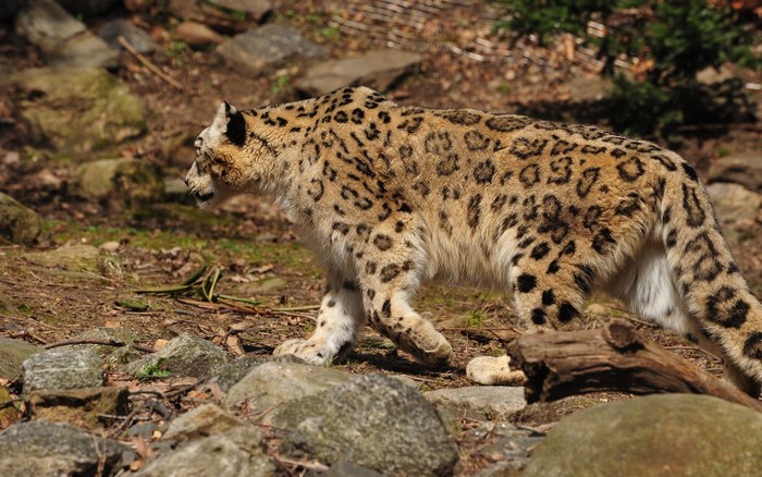 Snow leopard walking on rocky ground