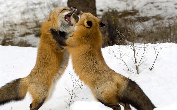 Two red foxes fighting in the snow