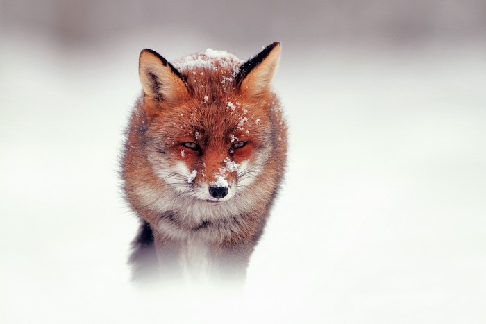 Red fox in the snow