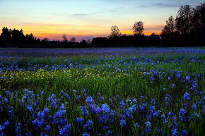 Field of blue and yellow flowers at sunset