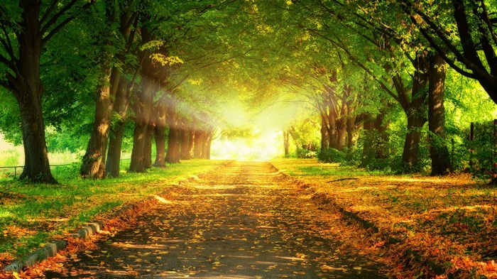 Sunlit path through a tree-lined avenue in autumn