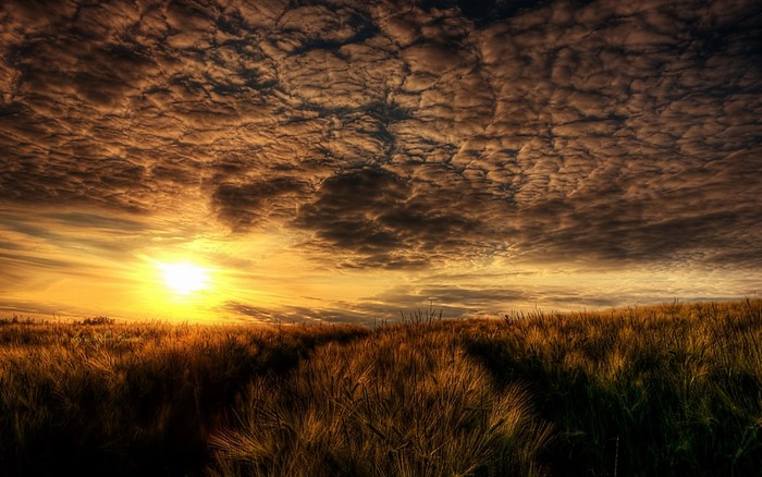 Sunset over a field of wheat