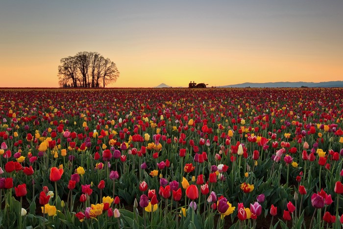 Field of Tulips at Sunset with Trees and Tractor
